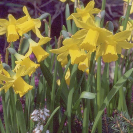 Les Narcisse botanique sont de plus en plus appréciés, car ils sont synonymes au début du printemps